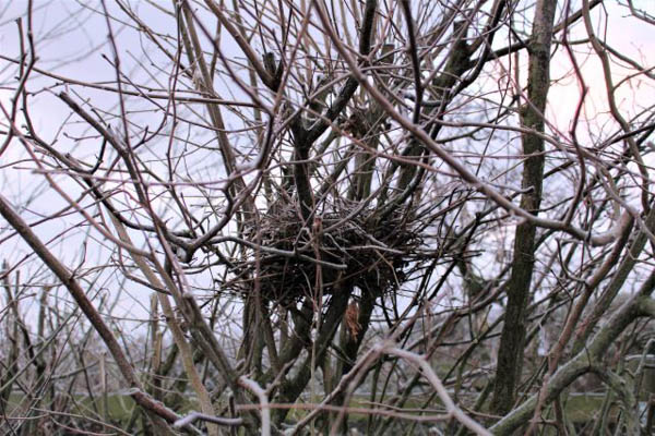 frosty nest