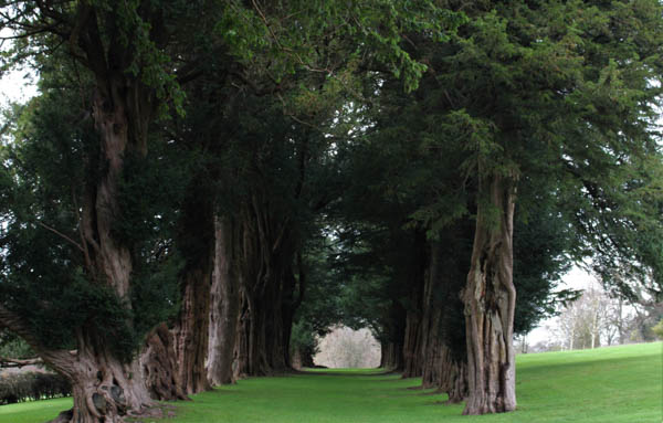 Ancient Yew Trees