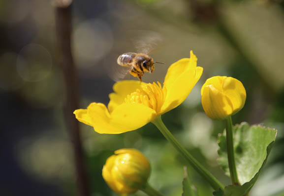 Marsh Marigold and Bee