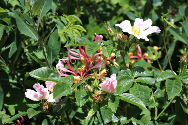 Floriferous Hedgerow