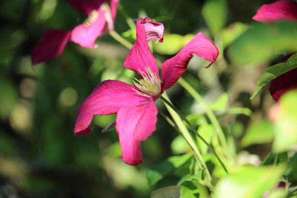 july clematis