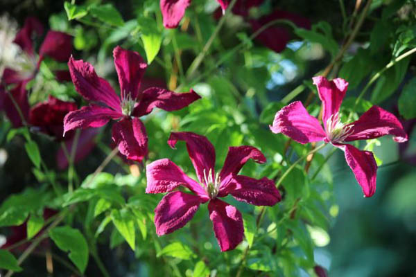 clematis in july