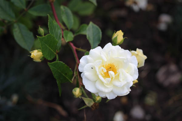 A fragrant rose