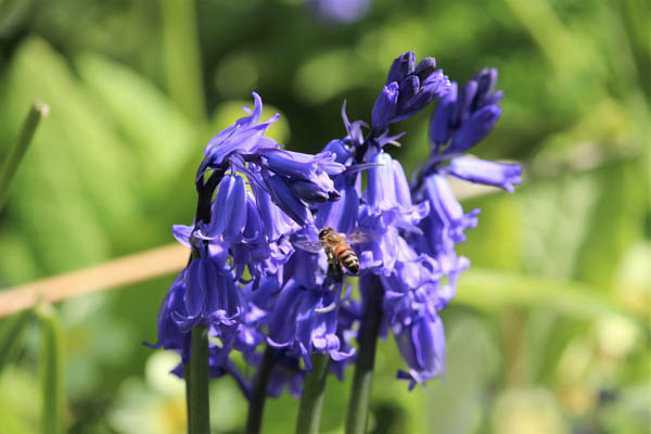 Bluebell and Bee