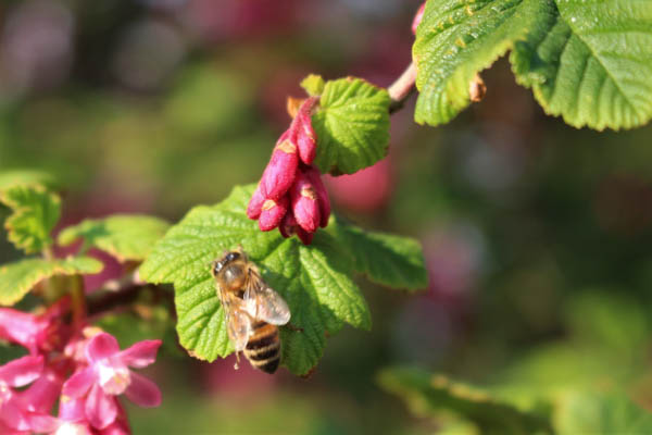Flowering Currant & Bee