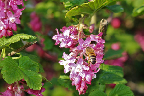 Currant and Bee