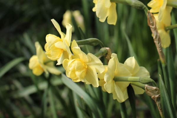 cheerful daffodils