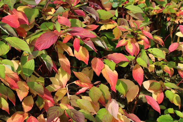 colourful dogwood leaves
