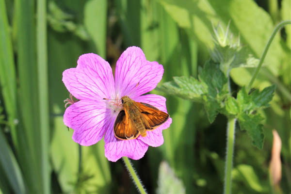 Geranium and butterfly