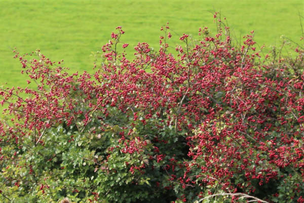 hawthorn hedge