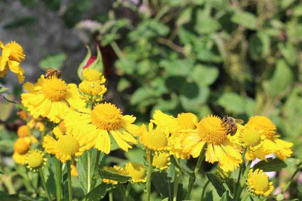 Bees feeding on Helenium