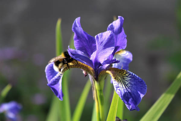 Iris and bee