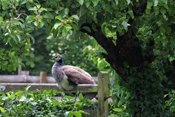 Peahen and Apple