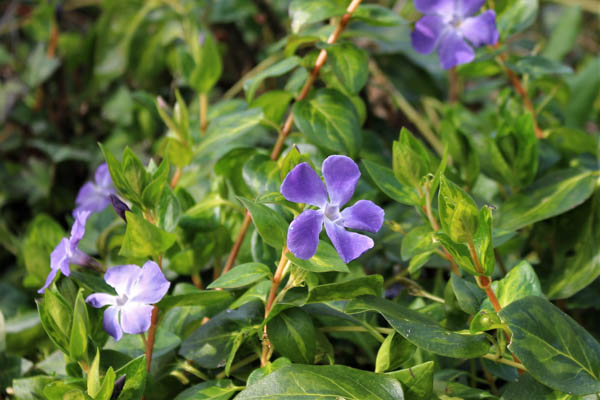 Periwinkle Groundcover