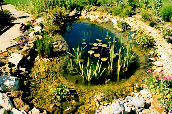 Wildlife pond