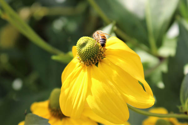 Rudbeckia & Bee