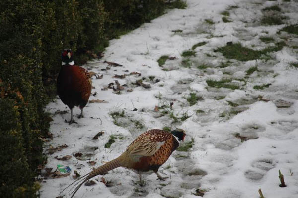 Snowy Pheasants