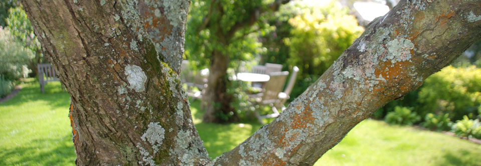 Garden chairs through tree